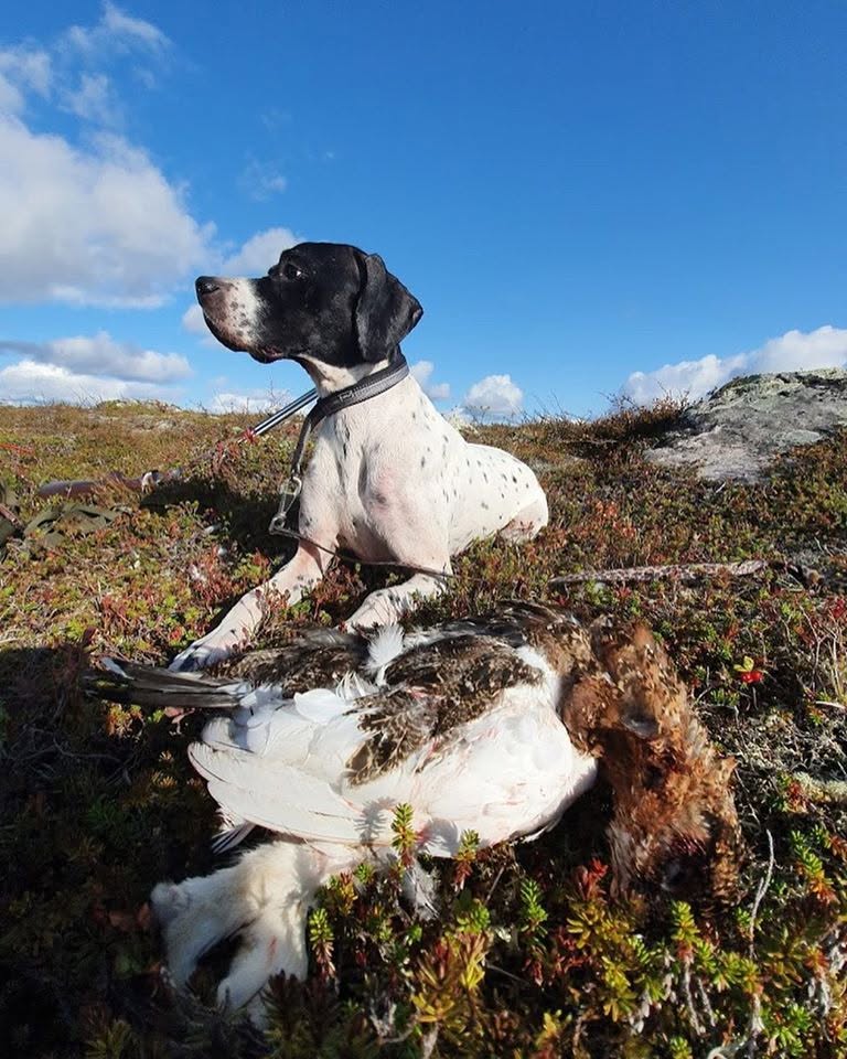 Freyja metsästysretkellä tunturissa