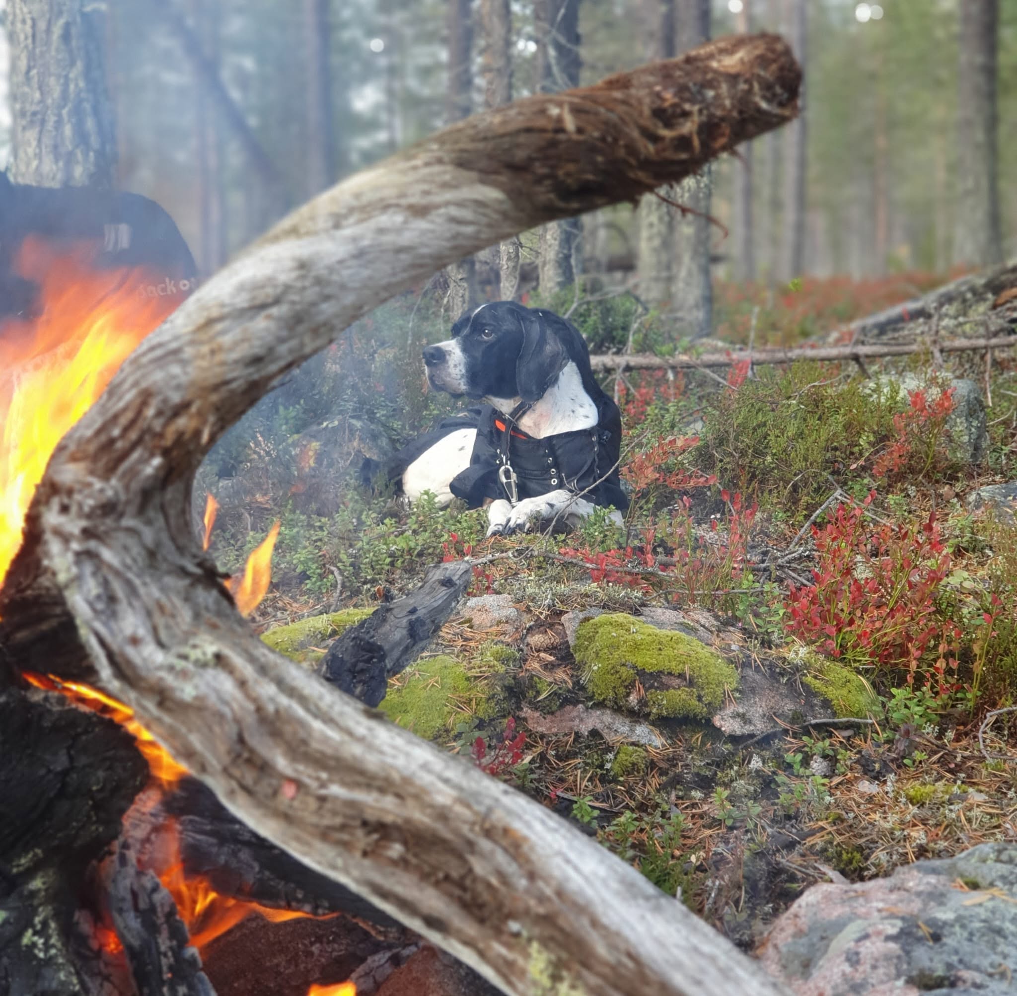Freyja nuotiolla metsäretkellä