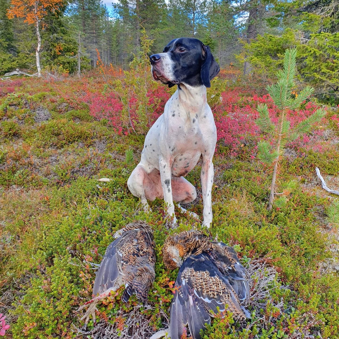 Freyja metsässä