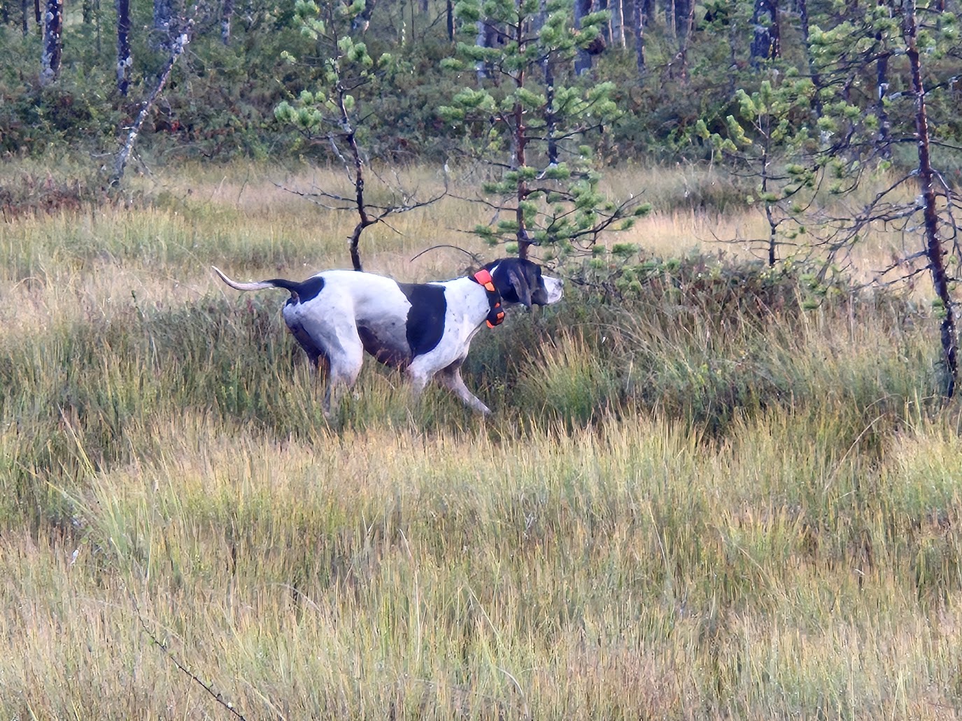 Maia työskentelee metsässä
