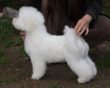 Penni