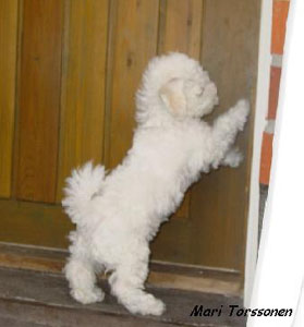 Mari Hautajärvi ja bichon frisé